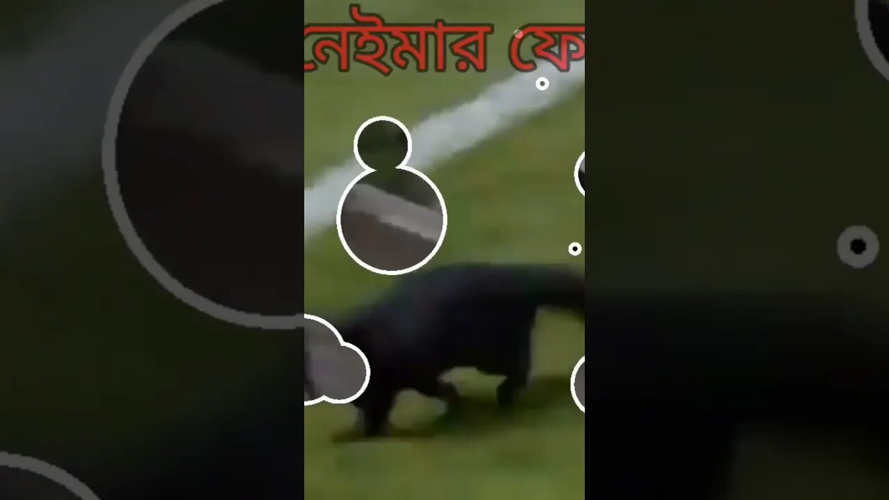 এই বিড়ালের কাছে মেসি- নেইমার রোনালদো ফেল