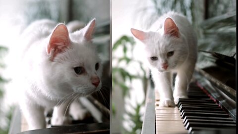 beautiful cat walking on piano keyboard