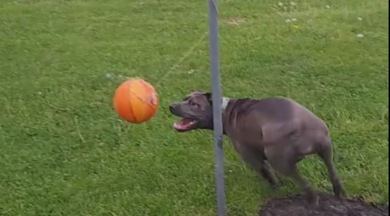 Funny Pit Bull try to Catch Ball