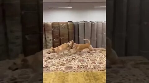 Floor is lava