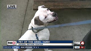 Fox 4 Pet of the Week: Tank!