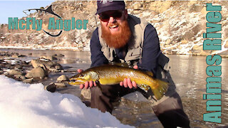 Huge WILD BROWN Trout on the Animas River, Durango Colorado - Mcfly Angler Episode 6