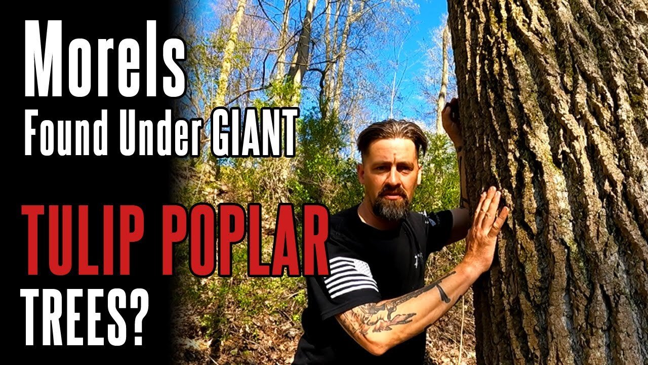 Morel Tree #3: Tulip Poplar (2021) | Identifying Trees in Morel Season | Foraging in Appalachia