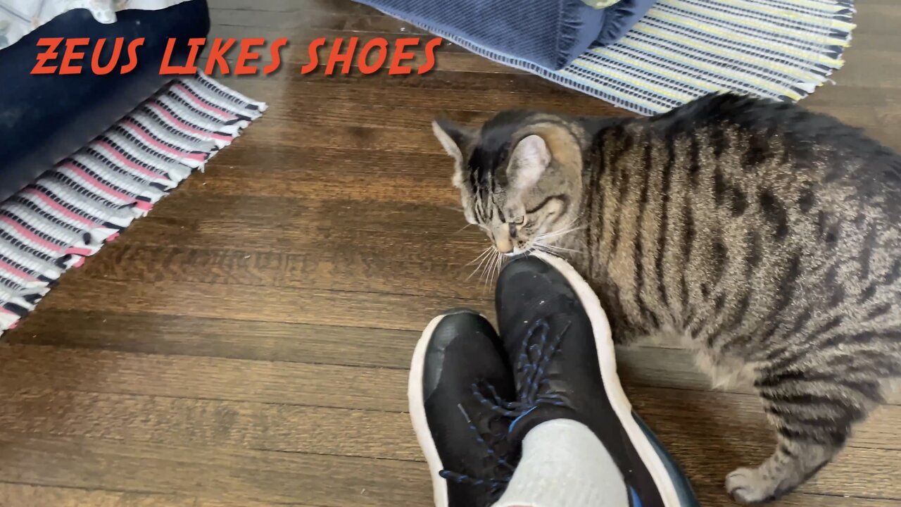 Zeus Likes Shoes