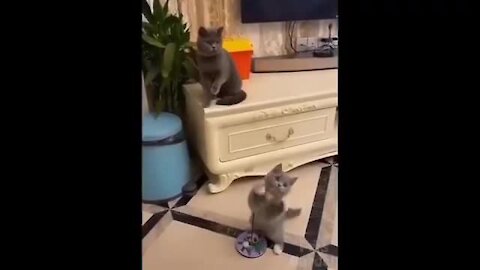 Funny animal video in your hilarious moments