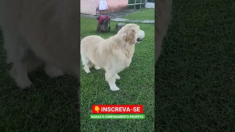 Olha esse dog, que fofo 👀🤠#short #roça #animals #agro #bicho #sitio #fazenda #dog #golden #pet #agro