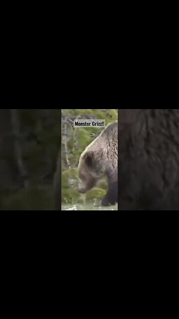 Monster Grizz! #Grizzly #grizzlybear #bear #wyoming #hunting #shortsvideo #shortsfeed #wild #nature
