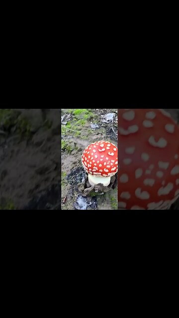 Mushroom hunting, found some beautiful mushrooms 🍄 amanita in the wild