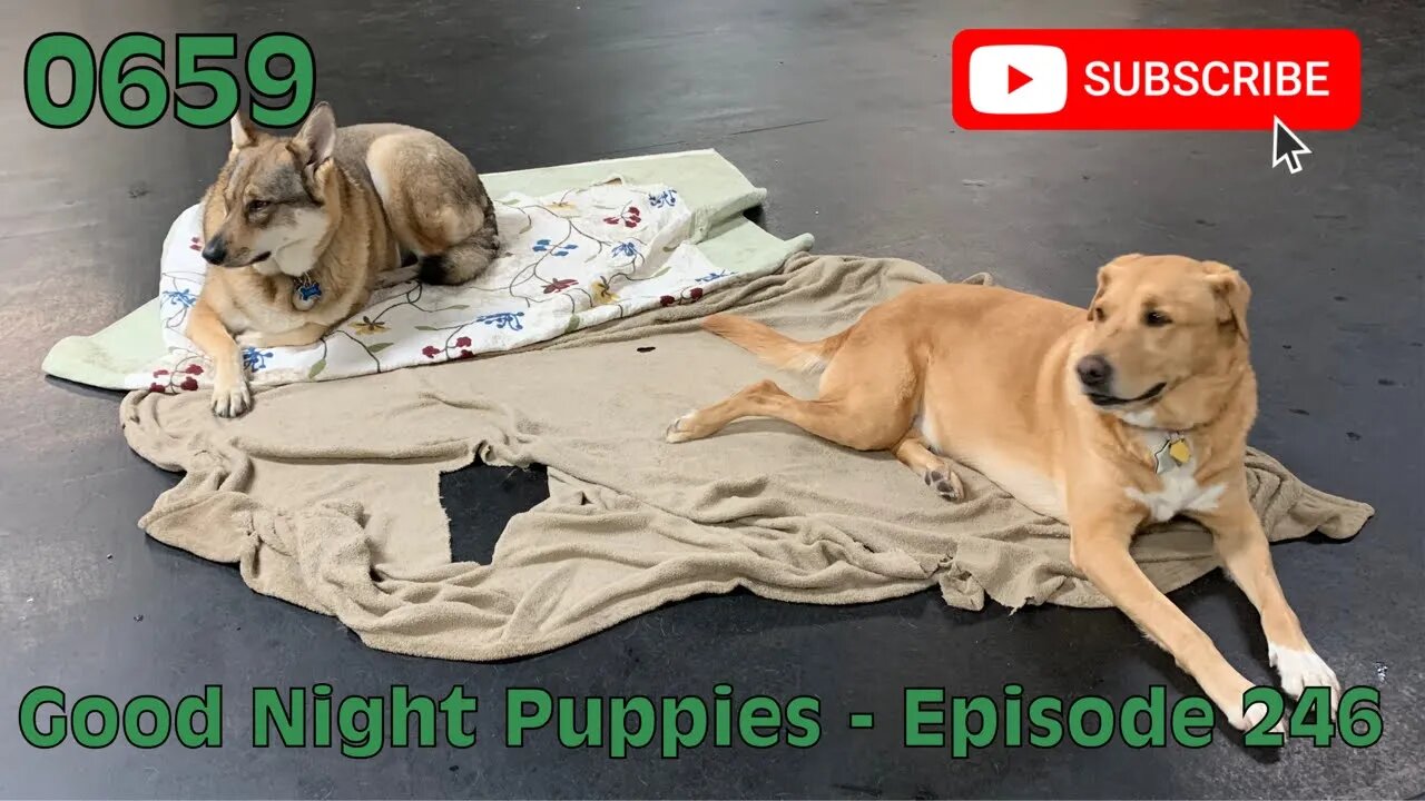 [0659] GOOD NIGHT PUPPIES - EPISODE 246 [#dogs #doggos #doggies #puppies #dogdaycare]