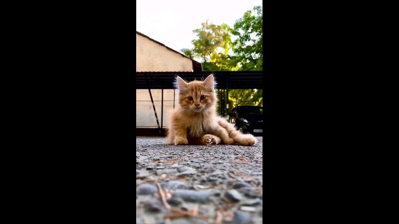 cute cat video