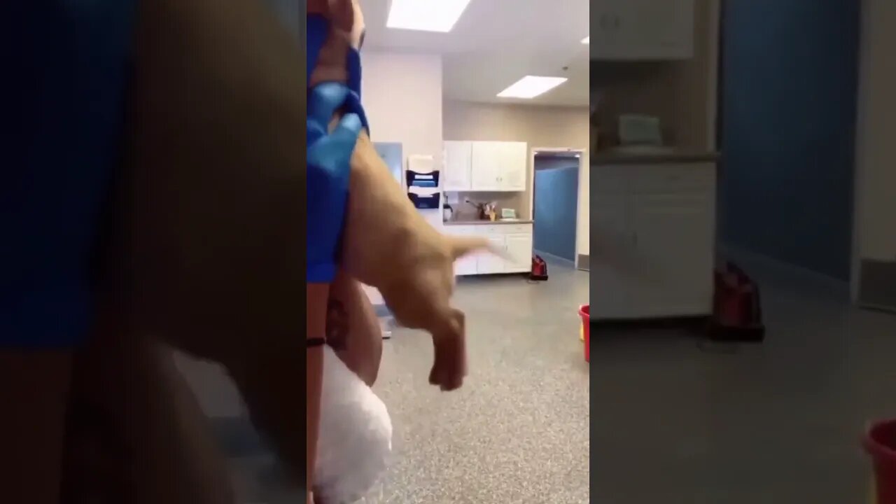 Cute Funny Dog -49