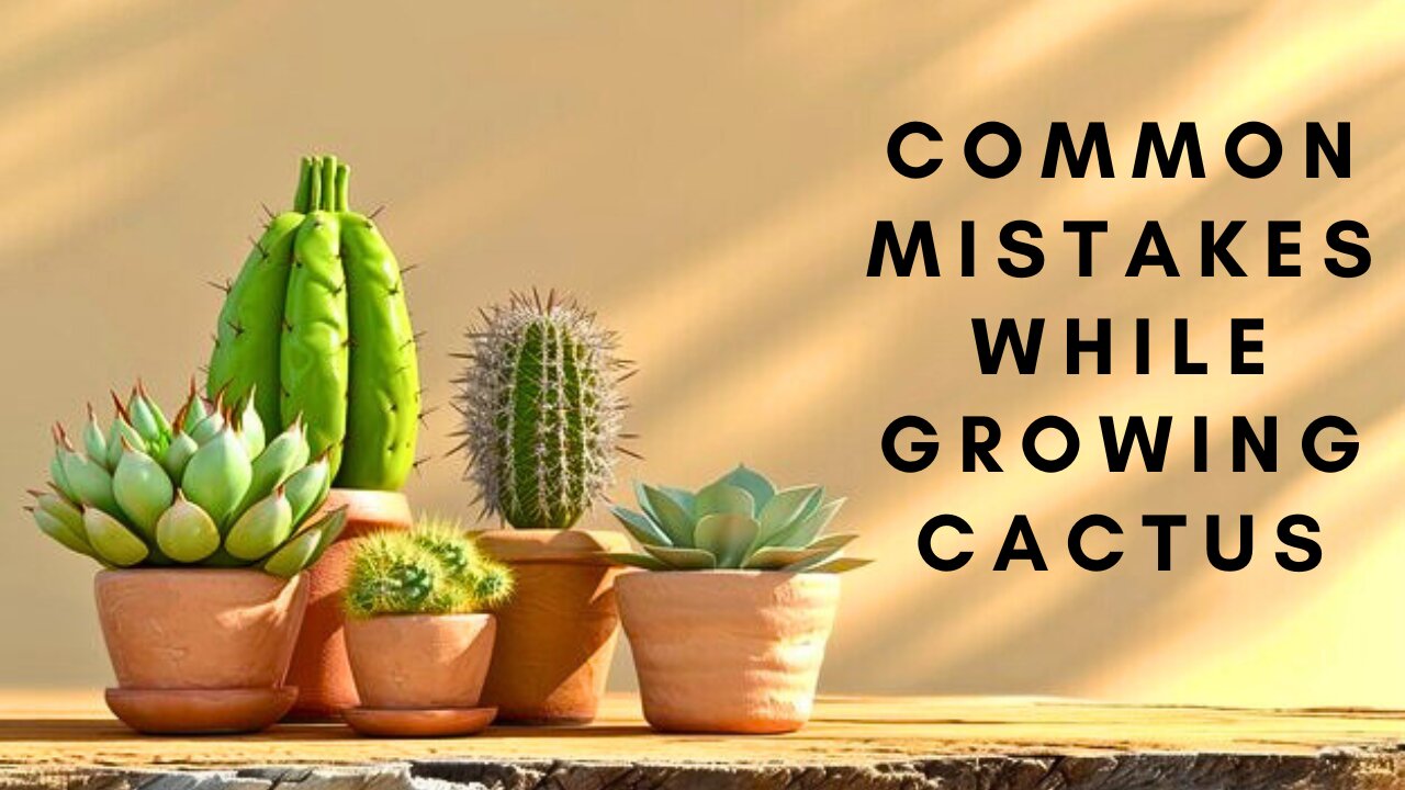 Mistakes While Growing Cactus