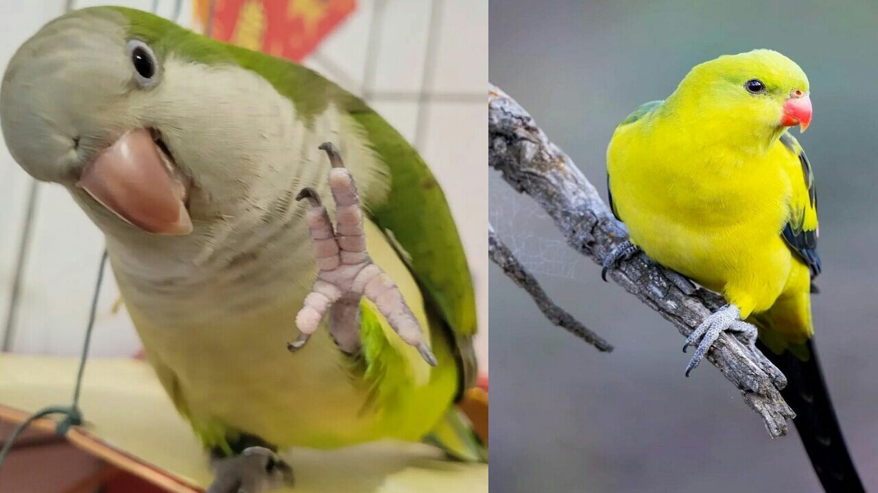 Parrots are bathing