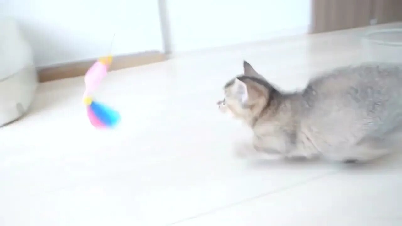 Kitten Kiki's reaction was too cute when I invited her to play with my new toy