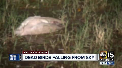 Dead birds falling from the sky in Buckeye