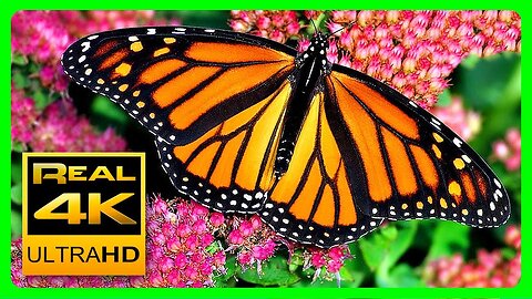 Harmony in Nature: The Dance of Butterflies and Blooms