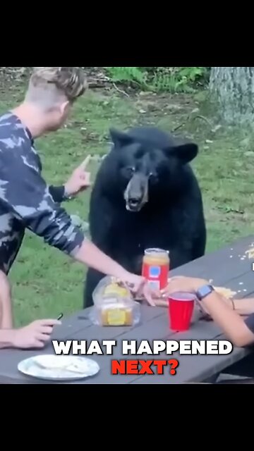 Bear Attack