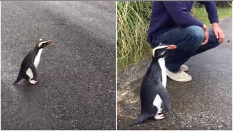 Pinguim amigável brinca com pessoas na Nova Zelândia