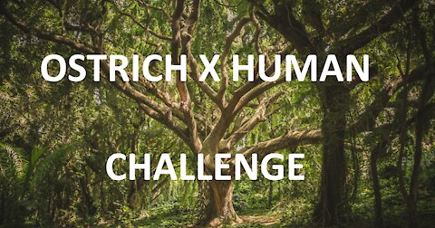 FUN VIDEO HUMAN X OSTRICH CHALLENGE