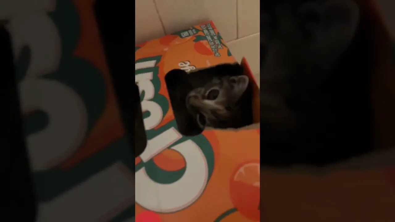 The new kitten is very playful