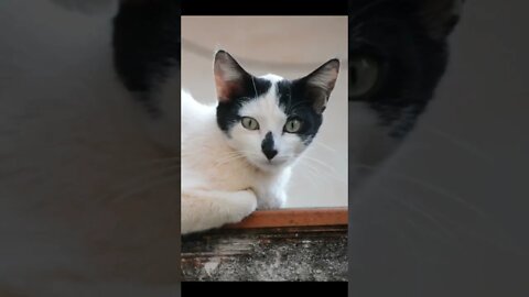 Three Awesome Life Hacks Cat owner can't miss #shorts