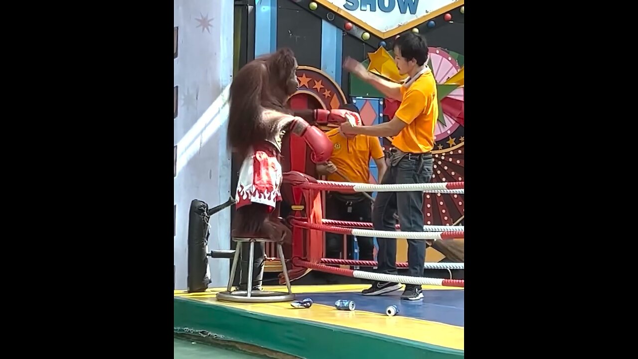 Chimpanzees boxing competitions