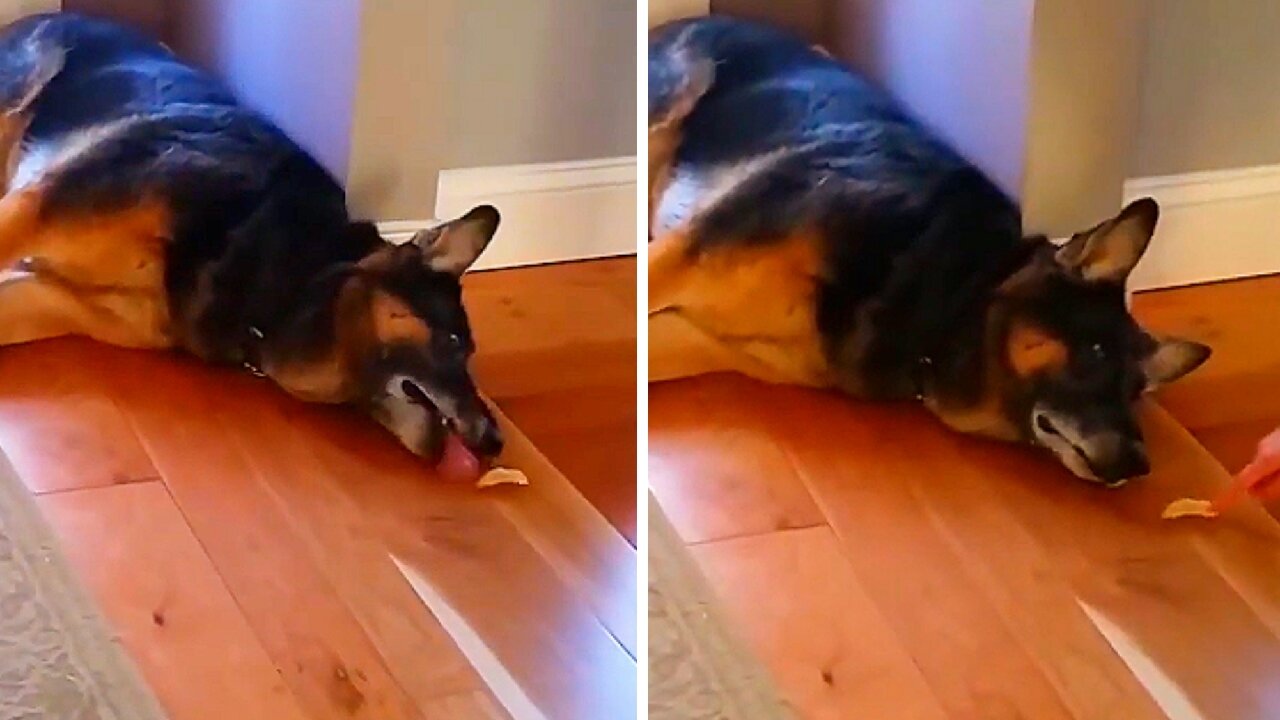 Lazy dog ​​trying to catch the treat on the floor