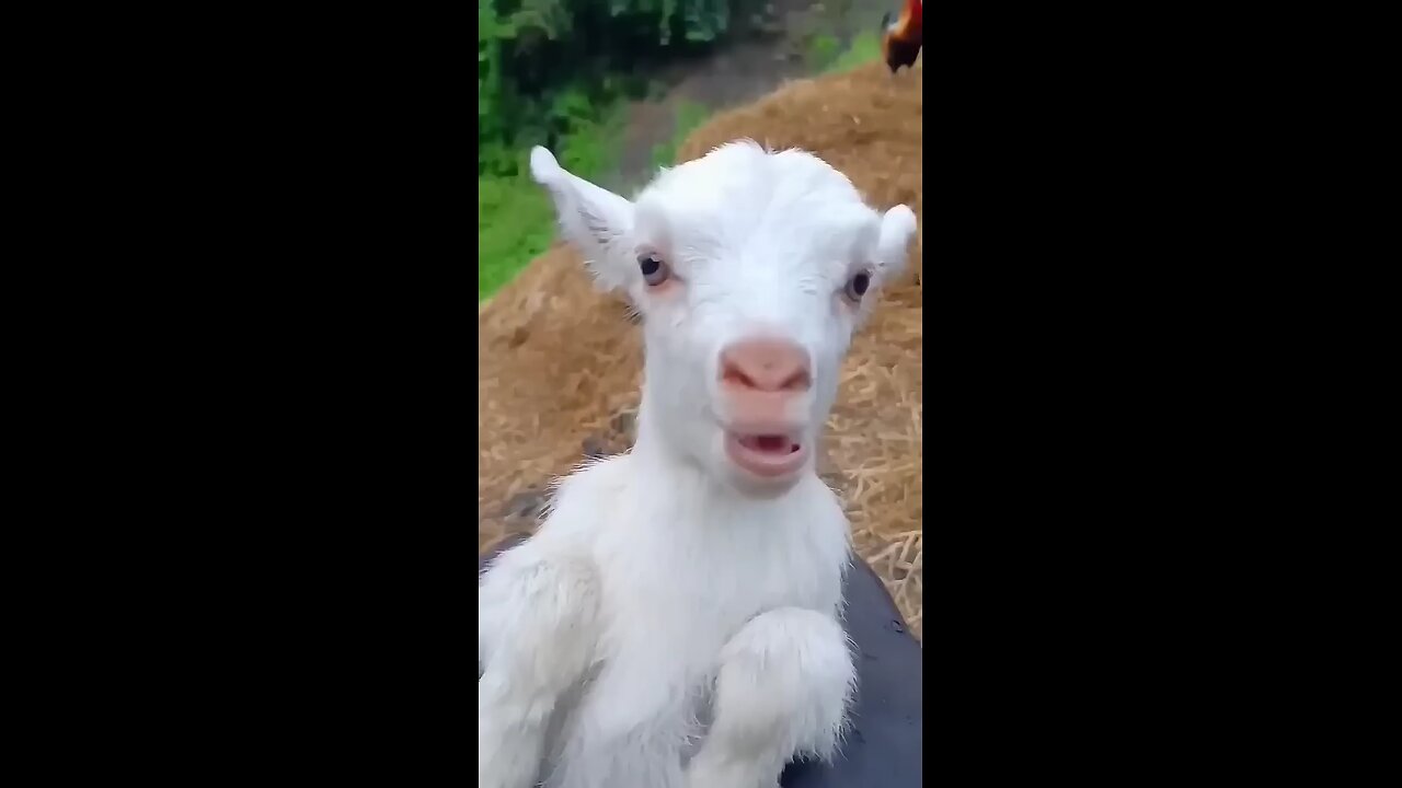 cute goat 🐐