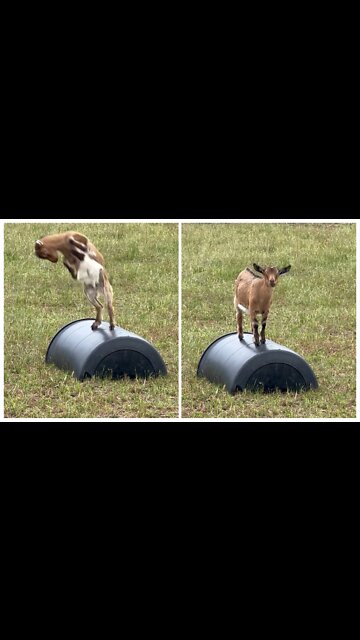 Watch til the end for an awesome goat jump 😂😂🪳🦄🦄🦄🦄