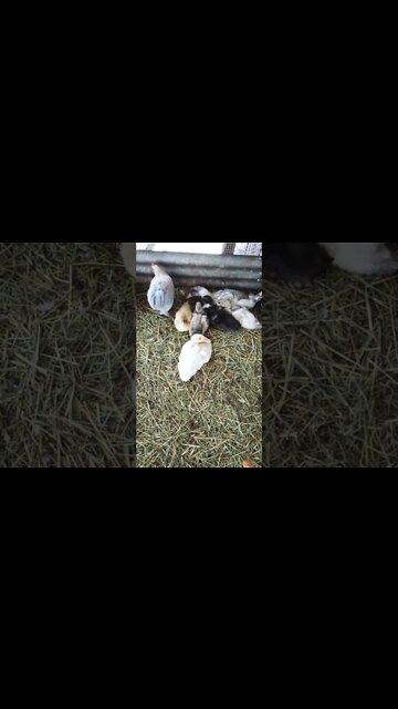 Ducklings and some chicks 17th November 2022