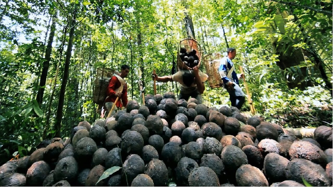 Millions of Amazon Jungle Nuts Harvesting - Amazon Nuts processing in Factory