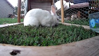 Shadow the white rabbit mowing my lawn