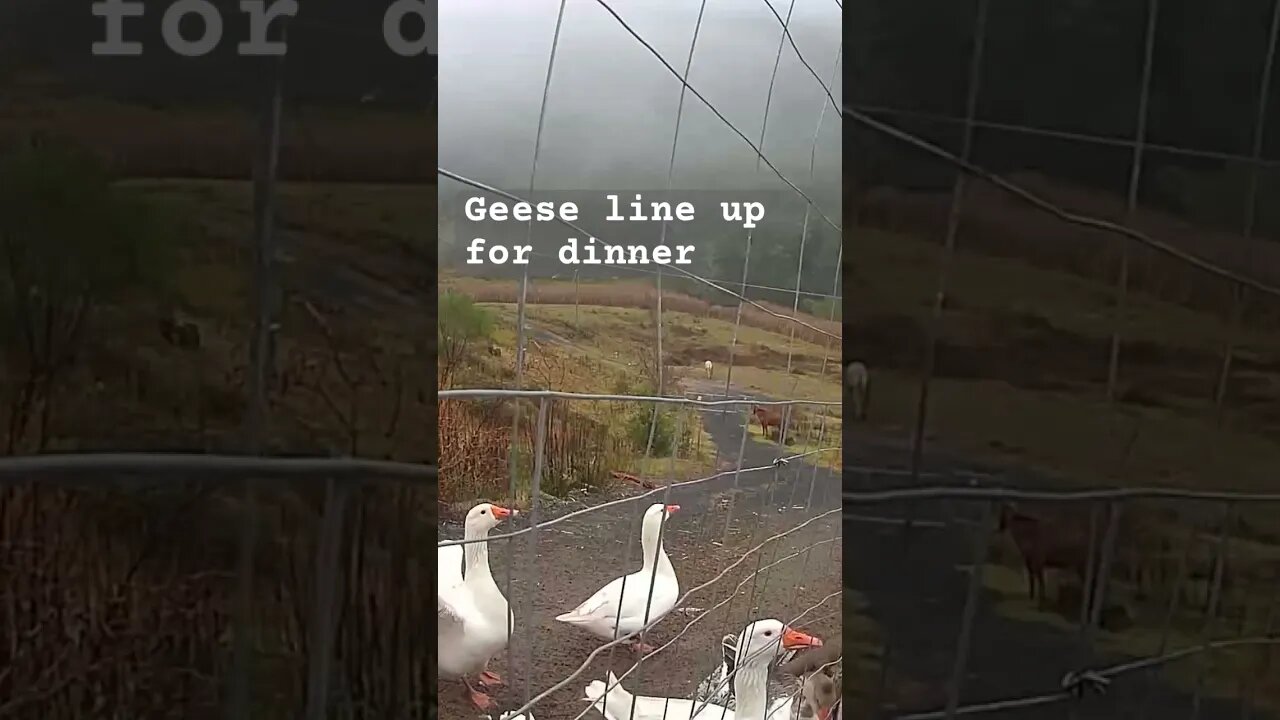 Farm surveillance. Geese ready for dinner.