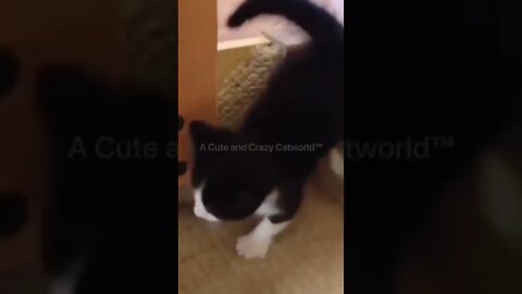 Sometimes In Life, You ‘Miss A Step’ 😹 (#133) | Funny Cat Videos #Shorts