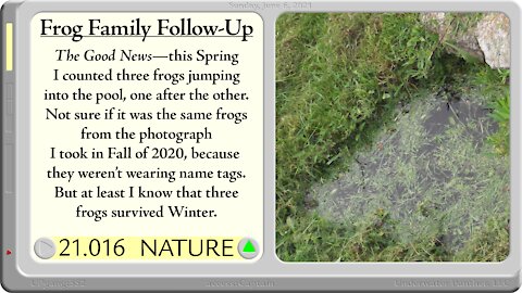 LOG Entry 21.016 Frog Family Follow-Up