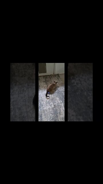 Cat Compilation July 20th SHORT #cat #viral #viralvideo