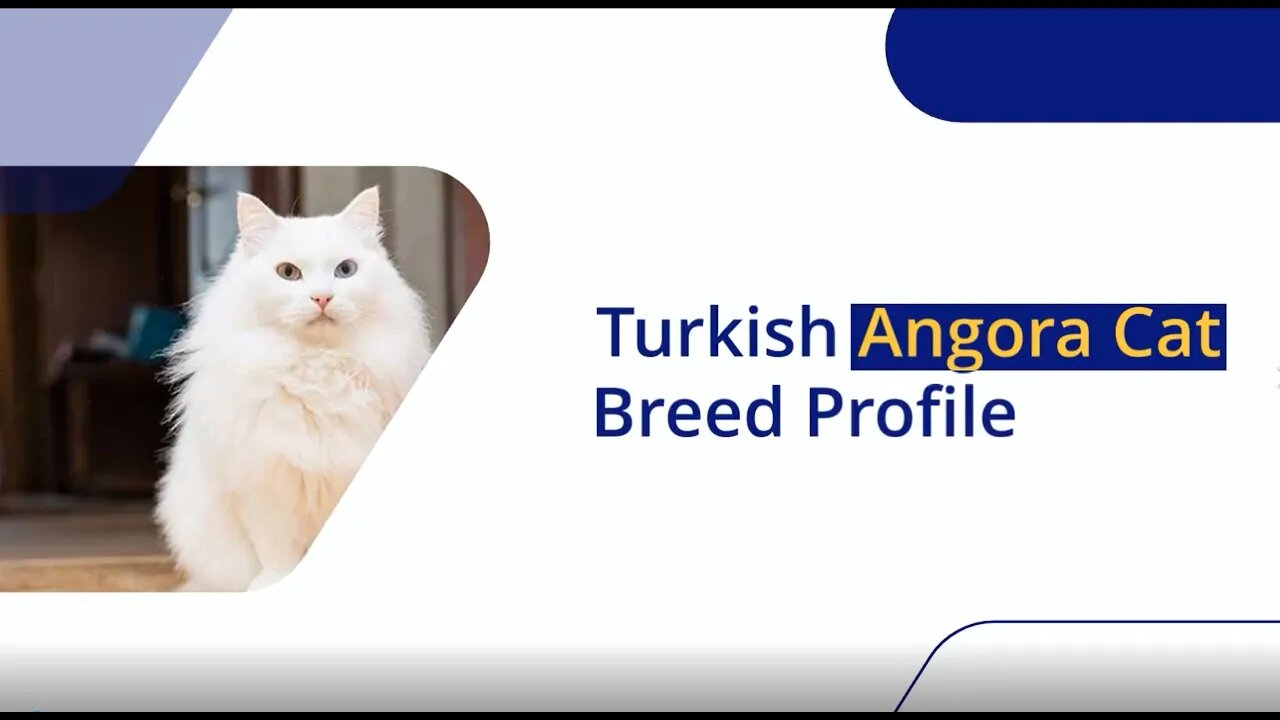 Turkish Angora Cat Breed Profile: Your Complete Guide to These Majestic Felines