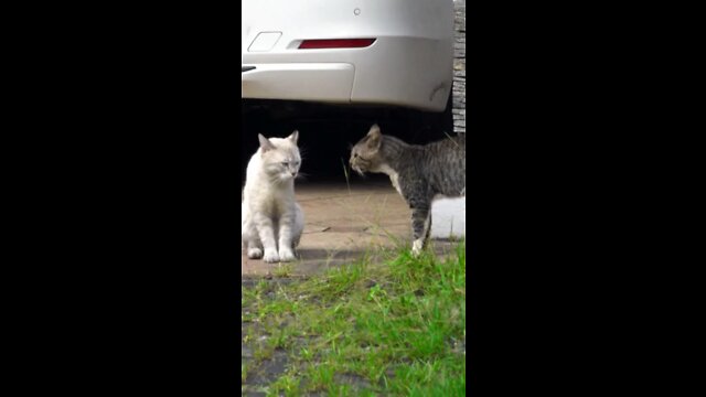 Two real cat fight compilation videos