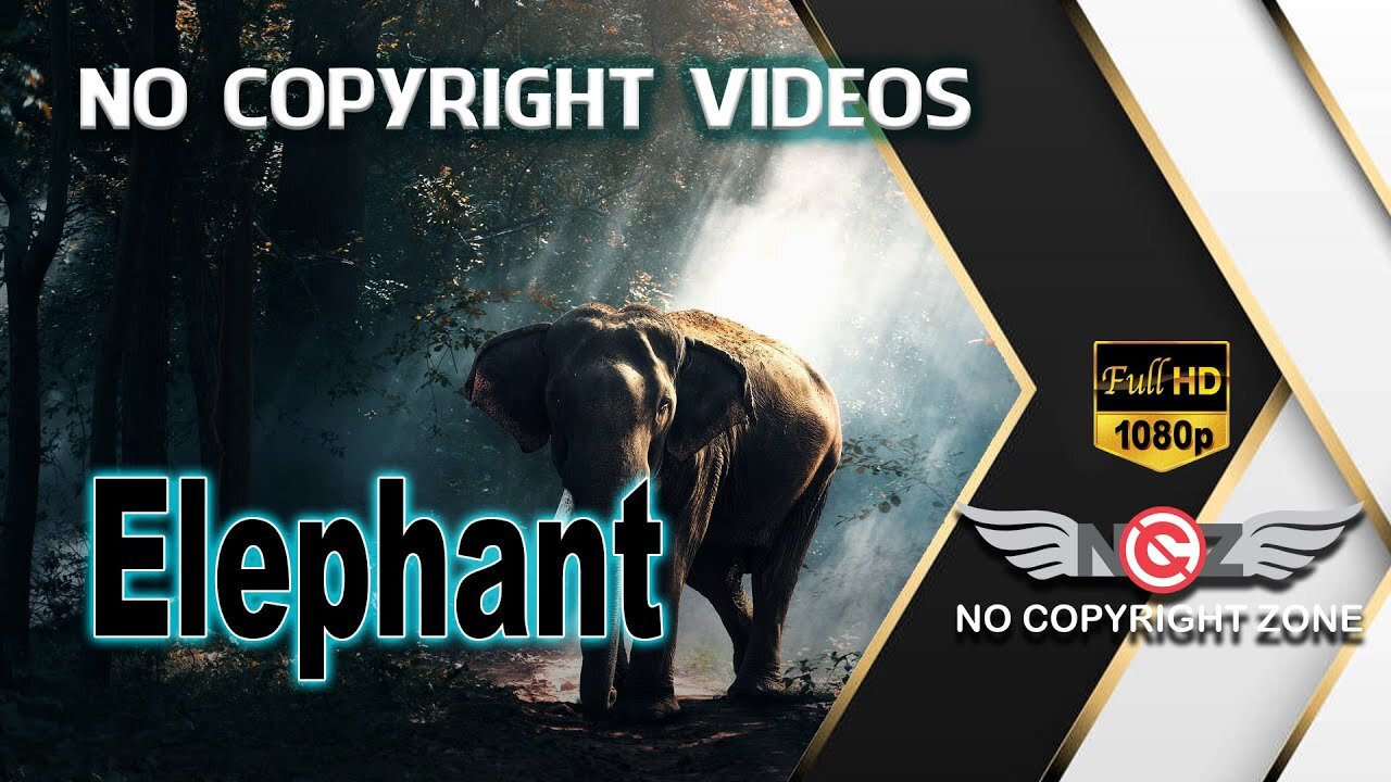 No Copyright Videos - Footage Of An Elephant - Educational - Loxodonta- No Copyright Zone