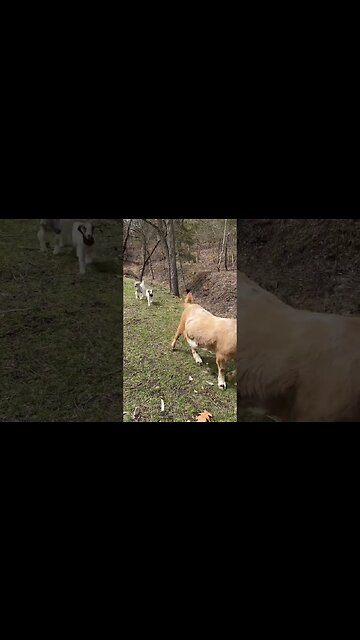 Boer Family Out For A Walk #goat #babygoats #homestead #farmlife #goatmilksoap #