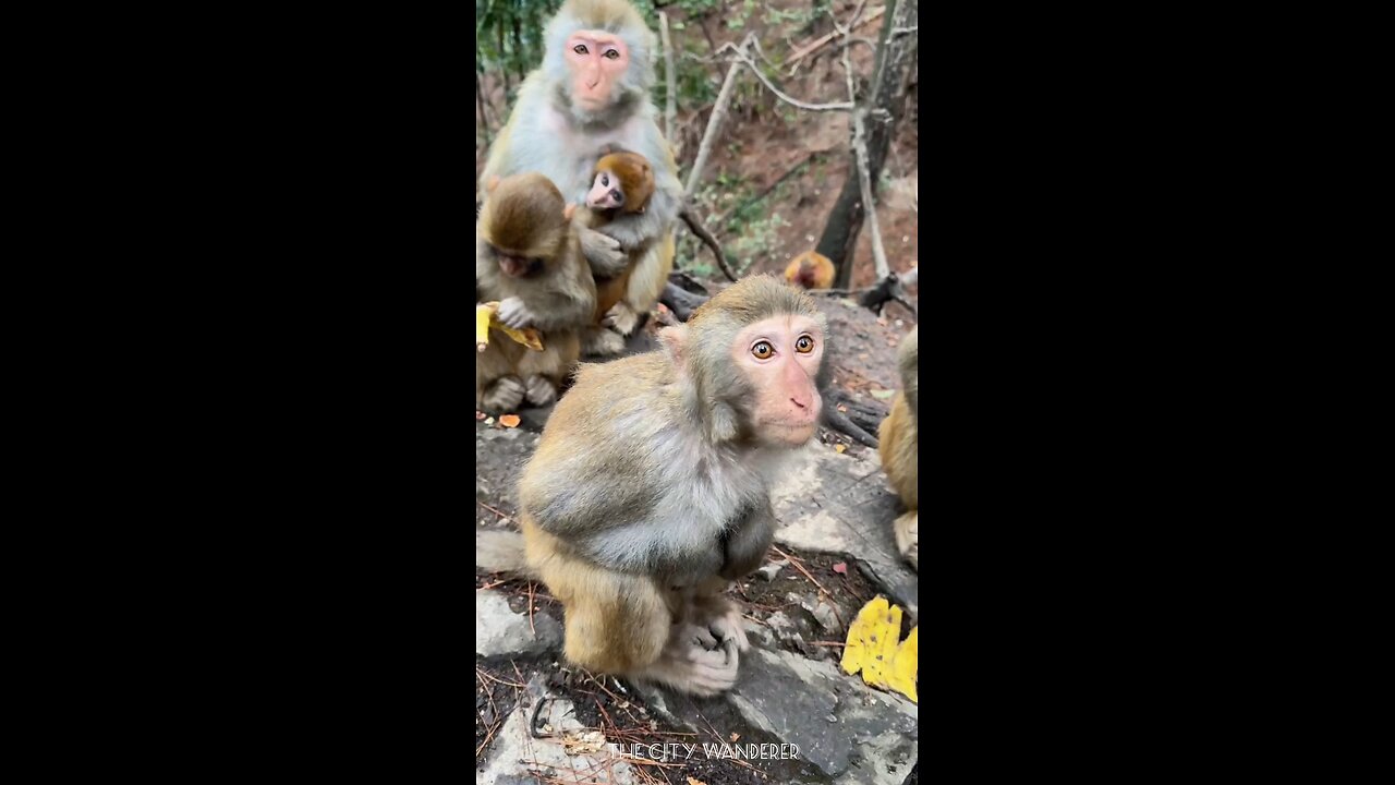 Funny Monkeys Adventures Vlog# 01 #monkey #funny #vlog #jungle