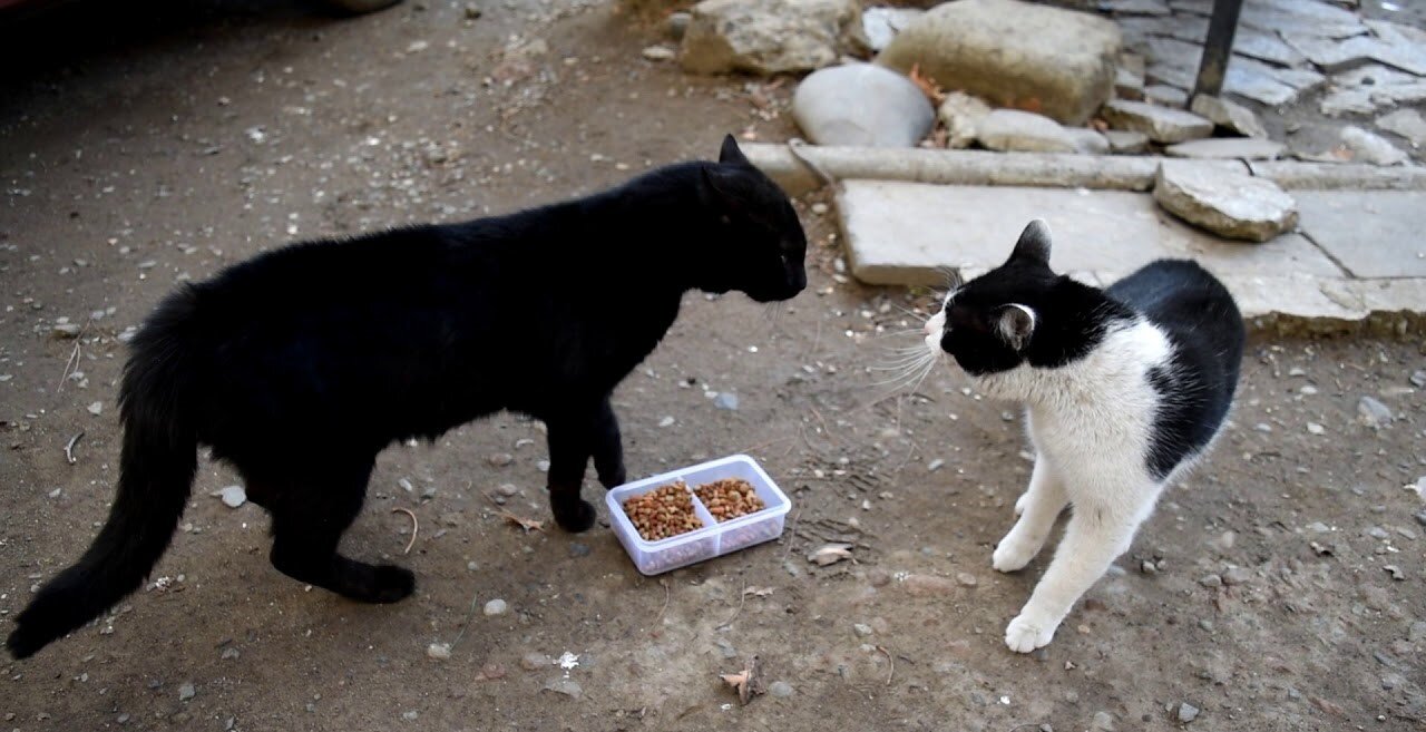 Cat cafe gone wrong #cats-of-tiktok #cat-war #fight #cafe #cat-fight #angry #war-zone #endgame