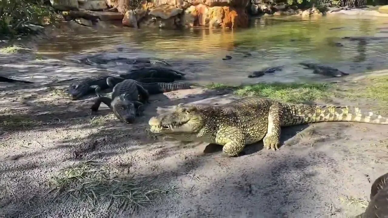 Gigantic Crocodiles & Huge Alligators Gobble up Thanksgiving Turkeys!-10