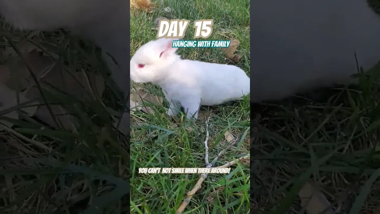 Baby bunnies | Day 15 | so happy. #viral #like #share #cute #smile #happy