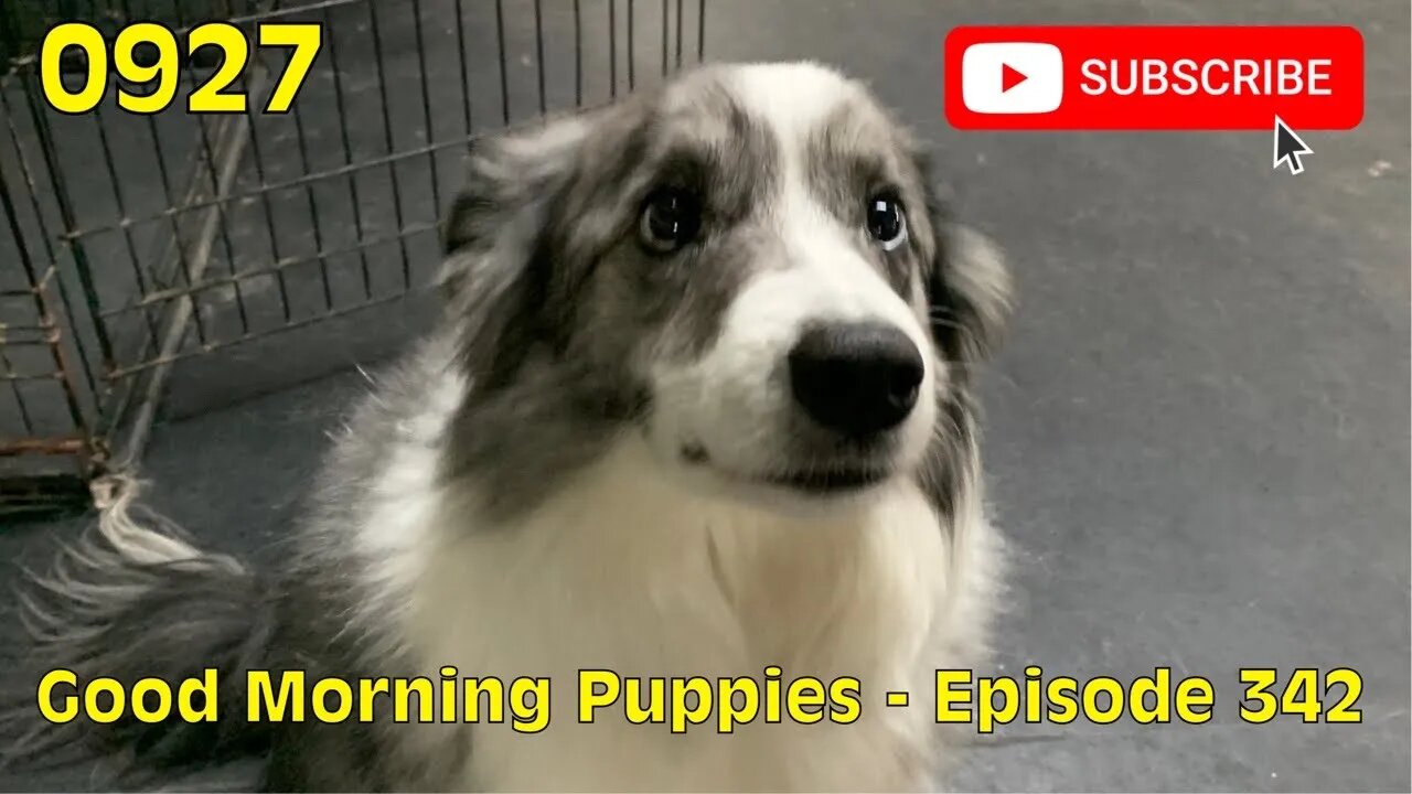 [0927] GOOD MORNING PUPPIES - EPISODE 342 [#dogs #doggos #doggos #puppies #dogdaycare]