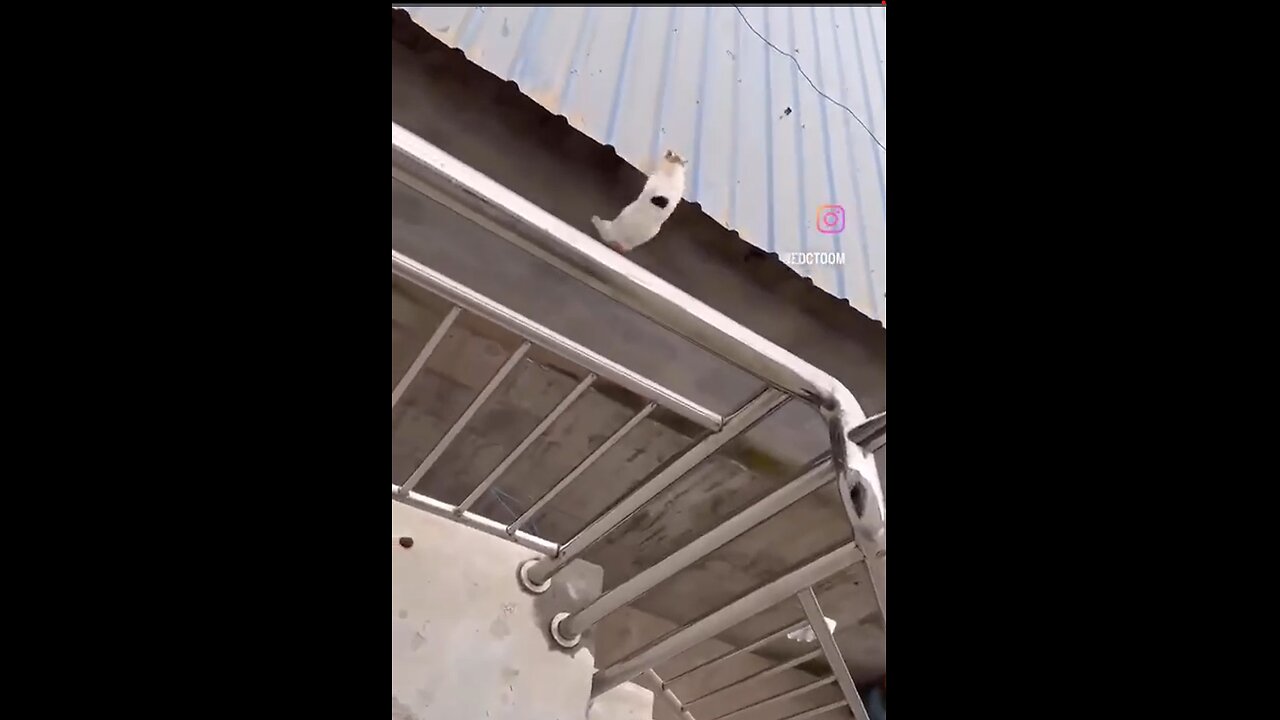 Funny cat jumping | Never give up | try try again till you succeed