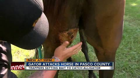 10-foot alligator attacks 1,050-pound horse in Pasco County