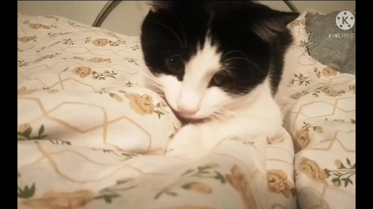 Funny cat