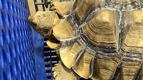 Weighing our sulcata tortoise at That Fish Place