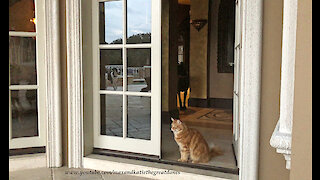 Funny Great Dane Helps Cat Decide To Go Outside Or Stay Inside